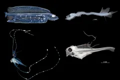 a comparison of alive and preserved larvae specimens