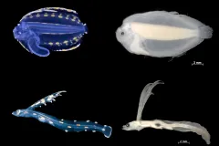 a comparison of alive and preserved fish larvae