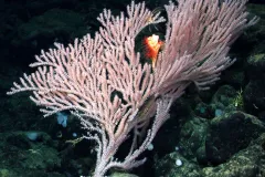 Tree corals like this Calyptrophora bayer can grow several meters high and resemble brightly colored trees. 