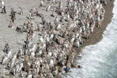 Magellanic penguins on the beach in Punta Tombo, Argentina