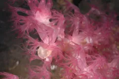 Purple octocoral at ECOGIG study site at the bottom of the sea. 