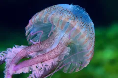 A purple jellyfish
