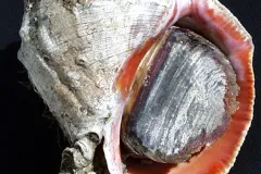 Image of a rapa whelk, a large marine snail retreated into its shell