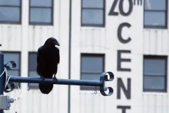 Sometimes the raven monitored Chilton’s progress from an overhead perch.