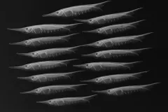 A school of grooved razorfish seen in x-ray imaging.