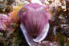 A purple cuttlefish