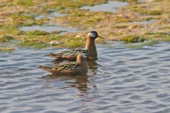 Red Phalaropes have specialized in feeding in open water by spinning rapidly on the surface to create a small whirlpool, which draws plankton to the surface to eat.