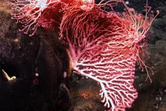 A fan-shaped colony of red coral (Corallium sp.) provides a perch for three basket stars as they feed. 