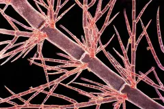 Red Algae
