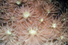 Flower-like clusters of pink polyps make up this coral colony.
