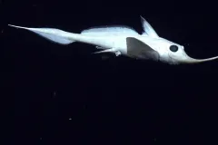 Rhinochimaera swimming in the Dark.