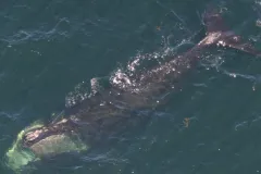 Phoenix, a North Atlantic right whale tracked by researchers, was spotted near New Hampshire on May 5th, 2010.
