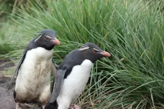 Rockhopper penguins in the Falkland Islands.