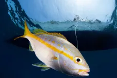 a yellowtail snapper is hooked by a fisherman