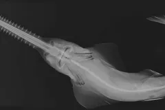The long toothy rostrum or “saw," which gives the smalltooth sawfish its common name, is clearly seen in this X-ray image.