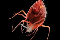 A red Scypholanceola aestiva stares at the screen with large orange eyes.