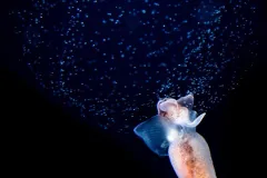 a sea angel spawns a cloud of eggs