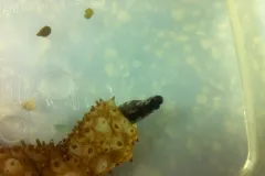 A pearlfish, which lives in the orange sea cucumber's anus, emerges to feed.