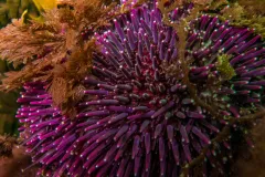 a violet sea urchin