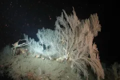 A deep sea crab (Rochinia crassa) poses with sea fan (Callogorgia spp.) and coral (Lophelia pertusa) on large carbonate boulder.