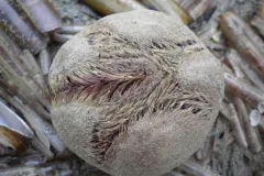 A round sea potato with hair-like spikes laying flat against its body. 