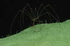 A sea spider walks on the ocean floor. 