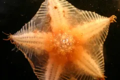 A sea star brought up from a benthic ROV dive.