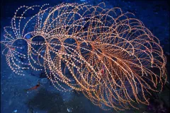 The pink strands of this coral harbor a variety of organisms. Sea whips are gorgonian corals, with flexible skeletons. 