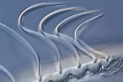 Beating Cilia of Comb Jelly Combs