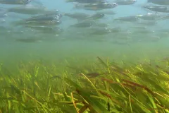 Hardy head silversides (Atherinomorus lacunosus) are abundant fish in shallow water reef flat seagrass meadows throughout the Indo-Pacific.