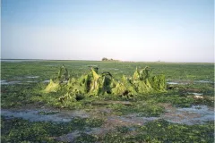 Algae covers beds of seagrass. 