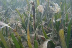 Broad-leaf seagrass (Posidonia australis) with algae epiphytes grows at Corner Inlet Marine National Park in Australia.