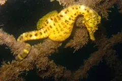 Seahorses are the only fish species that can hold your hand! Unlike most fish that use their tails for swimming, seahorses, such as this big-belly seahorse (Hippocampus abdominalis), use their monkey-like tails to hold onto objects in their environment, li