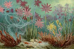 sea lilies