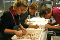 Ruth Meadows examines specimens as part of her Teacher at Sea experience.  NOAA Teacher at Sea Ruth Meadows sorts specimens aboard the NOAA Ship Henry B. Bigelow as part of the Mid-Atlantic Ridge Ecosystem (MAR-ECO) project. 