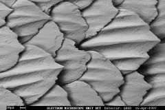 Extreme close-up of great white shark skin denticles.