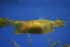 A bamboo shark grows in a thick egg case. Even within the egg case, the embryonic sharks can sense predators nearby and, in response, stop all gill movement and hold still to slip under the radar.