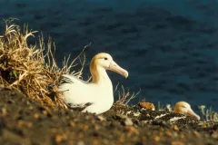 Only 2,000 individuals of the endangered short-tailed albatross remain after the species was hunted for its feathers in the 1940s. 