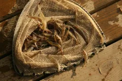 Shrimp in a net.