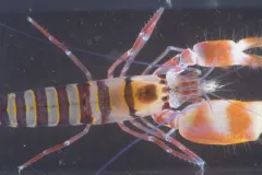 A snapping shrimp