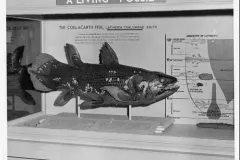 an old museum display of a coelacanth