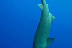 A sixgill shark.