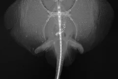 X-ray Image of a Monterey Skate