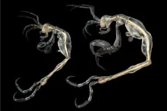 A side-view of two skeleton shrimp. 