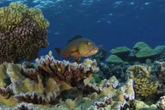 A red snapper hunts for prey on Kingman’s Reef, a healthy reef in the Line Islands.