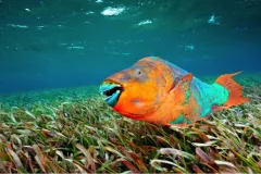 A brightly colored parrotfish swims over a field of seagrass. 