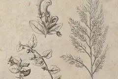 As soon as Dampier set foot in Australia, he began making observations and collecting specimens of plants, which he carefully pressed between the pages of books to be studied by the “ingenious” and “curious” upon his return to England. As Dampier conducted his investigations, his artist made detailed sketches like these.