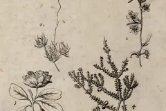 As Dampier studied the plants he encountered in Australia, he wrote that they were “for the most part unlike any I had seen elsewhere.” In fact, nearly all the plants Dampier observed were entirely unknown to botanists at that time.