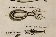 Pirate William Dampier's shipboard artist carefully recorded the species that Dampier found new and unusual.