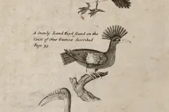 After leaving Australia, Dampier and his men reached the western coast of New Guinea on New Year’s Day 1700. There Dampier observed birds that he had never seen before, like the “stately land-fowl” shown here.
